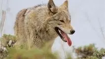 حمله گرگ ها به ساکنین خلخال و تعطیلی مدارس