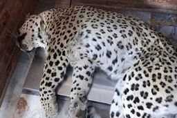 اگر پلنگ کشته نمی شد فاجعه رخ میداد!