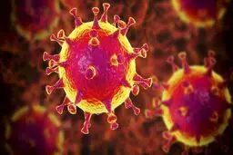 آیا آمریکا و اروپا در آستانه پایان همه گیری کرونا هستند