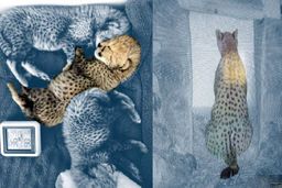 توله یوزپلنگ ها برای سازمان محیط زیست اهمیتی ندارند