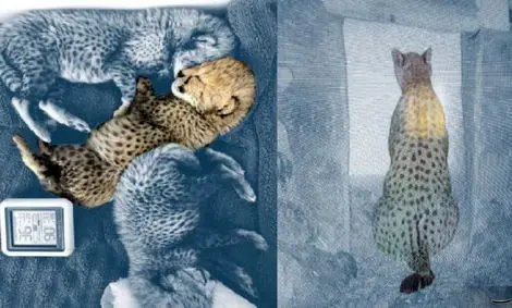 توله یوزپلنگ ها برای سازمان محیط زیست اهمیتی ندارند