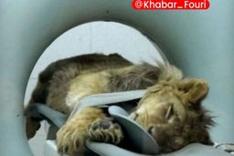 شرایط نامناسب «شیر آفریقایی» در باغ وحش ارم