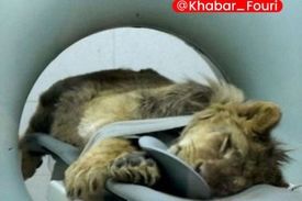 شرایط نامناسب «شیر آفریقایی» در باغ وحش ارم