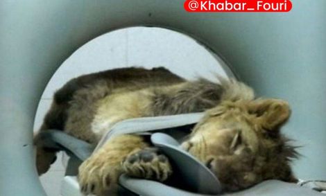 شرایط نامناسب «شیر آفریقایی» در باغ وحش ارم