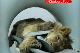 شرایط نامناسب «شیر آفریقایی» در باغ وحش ارم
