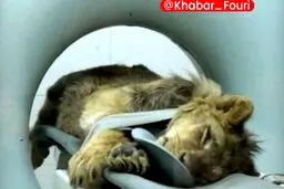 شرایط نامناسب «شیر آفریقایی» در باغ وحش ارم