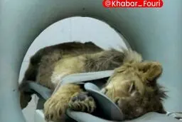 شرایط نامناسب «شیر آفریقایی» در باغ وحش ارم