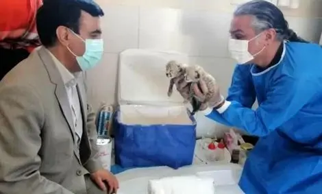 سومین توله‌یوز ایران در آستانه تلف شدن