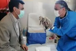 سومین توله‌یوز ایران در آستانه تلف شدن