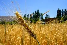 جنگ گندم در راه است