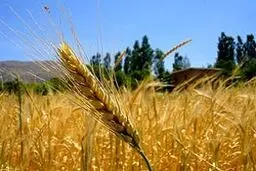 جنگ گندم در راه است