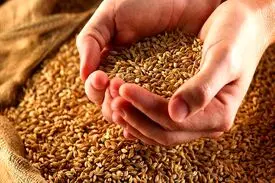 افزایش قیمت جهانی گندم