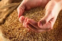 افزایش قیمت جهانی گندم