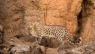 پلنگ زخمی دنا تلف شد