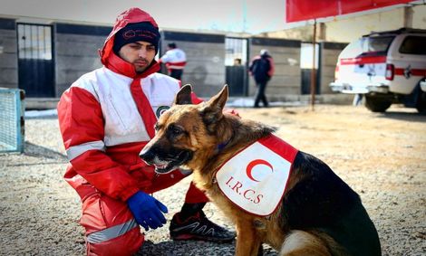سگ‌های خانگی روند امداد رسانی در متروپل را کُند می‌کنند