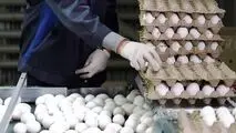 صادرات مرغ آزاد شد