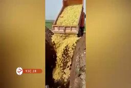 تعقیب کیفری عاملان جوجه کشی در اردبیل