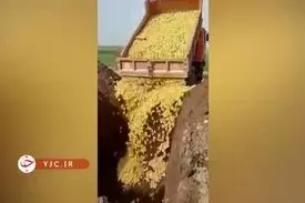 تعقیب کیفری عاملان جوجه کشی در اردبیل