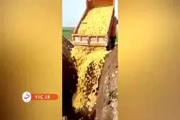 تعقیب کیفری عاملان جوجه کشی در اردبیل