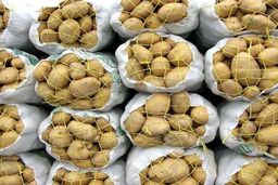 سیب زمینی گران می شود