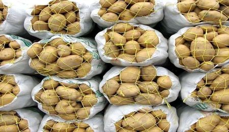 سیب زمینی گران می شود