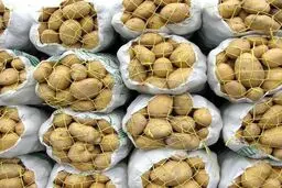 سیب زمینی گران می شود