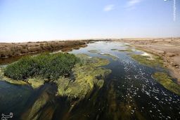 زاینده رود در تالاب بین المللی گاوخونی جریان پبداکرد