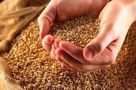 آزادسازی قیمت آرد صنعت موجب کاهش ۳۰ درصدی واردات گندم می شود