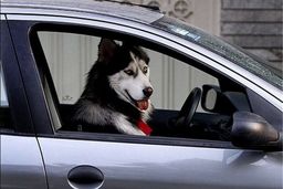 جریمه سگ‌گردانی در خودرو کمتر از هزینه غذای سگ