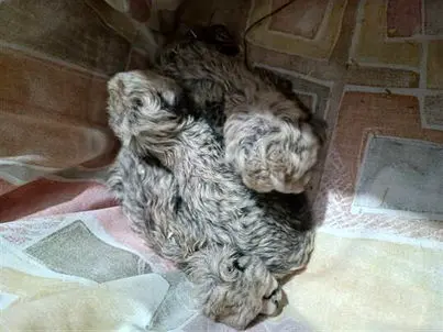 توله یوزهای ایران &#8220;نر&#8221; هستند