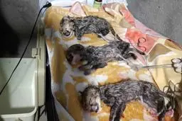 توانایی “ایران” برای باروری و تولید مثل تا ۵ سال آینده