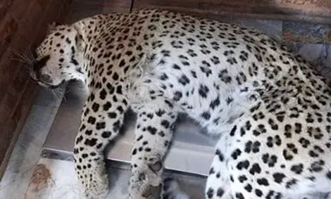 پیداشدن لاشه یک قلاده پلنگ دیگر در شهرستان باغملک