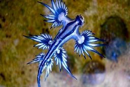 عجیب‌ترین موجودات روی زمین که شاید تا به حال ندیده اید! + تصاویر