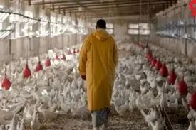 حمایت دولت از مرغداران چه بود؟