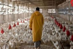 حمایت دولت از مرغداران چه بود؟