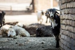 ۱۸ نفر به تب کریمه کنگو مبتلا شدند