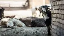 ۱۸ نفر به تب کریمه کنگو مبتلا شدند