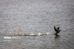 حق آبه هیرمند تحویل داده شد