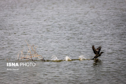 حق آبه هیرمند تحویل داده شد