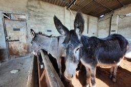 خرکُشی در حاشیه تهران | گوشت‌های خر از کجا سر درمی‌آورند؟