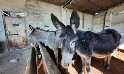 خرکُشی در حاشیه تهران | گوشت‌های خر از کجا سر درمی‌آورند؟