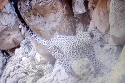 مشاهده پلنگ ایرانی در منطقه حفاظت شده کوه بیرمی