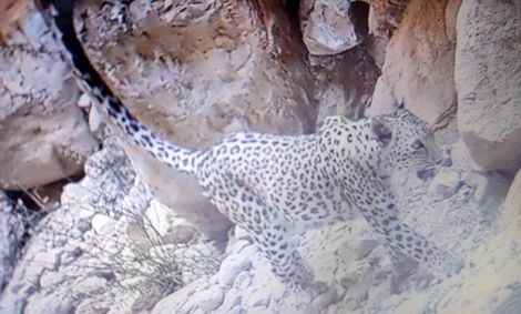 مشاهده پلنگ ایرانی در منطقه حفاظت شده کوه بیرمی