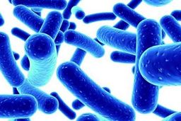 شناسایی قطعی ۶۲ مورد ابتلا به وبا در کشور