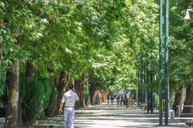 مامور بررسی علت خشک شدن درختان خیابان ولیعصر