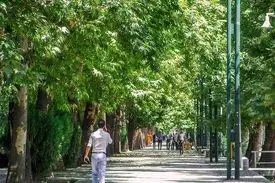 مامور بررسی علت خشک شدن درختان خیابان ولیعصر