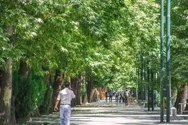 مامور بررسی علت خشک شدن درختان خیابان ولیعصر