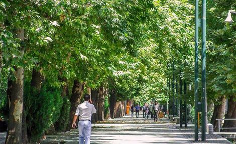 مامور بررسی علت خشک شدن درختان خیابان ولیعصر
