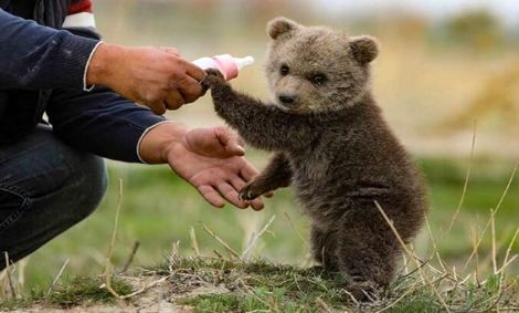 زنگ خطر انقراض خرس ایرانی به صدا در آمد