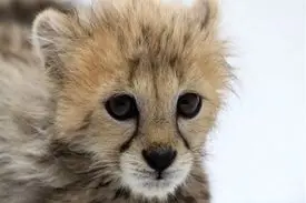 “پیروز” باید به شکل “دست‌آموز” تربیت شود!